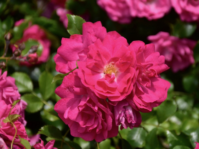 Comment tailler vos rosiers ?
