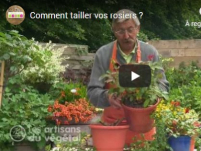 COMMENT TAILLER VOS ROSIERS ?
